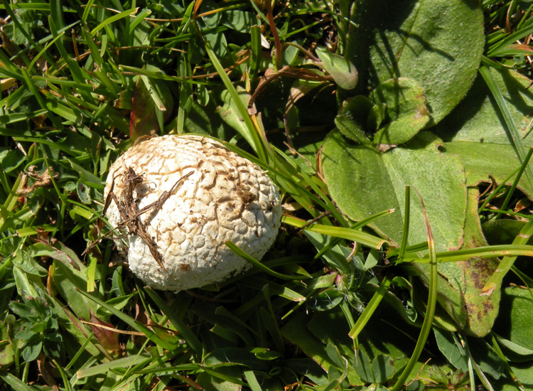 Gastromicete dei prati trentini